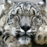 В Бурятии снежный барс замяукал перед видеокамерой - Газета Хакасия
