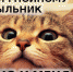Губернатор Куйвашев захотел дать Гнойному подзатыльник - Хакасия-Информ