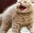 Гороскоп на 19 ноября: Раки оттачивают мастерство, а Девам нельзя брать взаймы - Хакасия-Информ