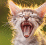 Гороскоп на 2 февраля: у Тельцов неприятный разговор, а Девам нужно следить за здоровьем - Хакасия-Информ