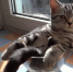 Гороскоп на 28 сентября: Стрельцы стоят на своем, а Рыбы оказываются в нужном месте - Хакасия-Информ