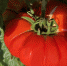 Фото: pixabay.com - Пульс Хакасии