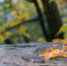 Фото: pixabay.com - Пульс Хакасии
