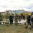 В Саяногорске Центр спортивных единоборств украсили молодые деревья - Хакасия-Информ