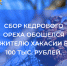 Житель Хакасии за сбор кедрового ореха заплатил больше 100 тыс. рублей - УФССП