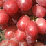 vinograd kr - НИА Хакасия