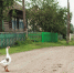 Конфликт из-за гусей в городе Хакасии закончился сломанной челюстью - Газета Шанс online