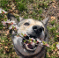 Пенсии, собаки, дети и их деньги. Совместный проект еженедельника «ШАНС» и ТГ-канала «Вести-Хакасия» - Газета Шанс online