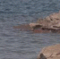 Первая трагедия на воде - Вести Хакасия