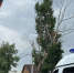 В Черногорске спилили опасное дерево, угрожавшее жилому дому - ИА Хакасия