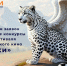 Продлён приём заявок на всероссийские конкурсы в рамках фестиваля детско-юношеского кино «Жарки» - Минкультуры