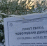 Дайте новогодней ели вторую жизнь - ИА Хакасия