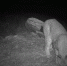 Хакасского Хана, осматривающего свои владения, поймали заповедные фотоловушки - Абакан 24
