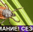 В окрестностях Саяногорска клещи наиболее активны - ИА Хакасия